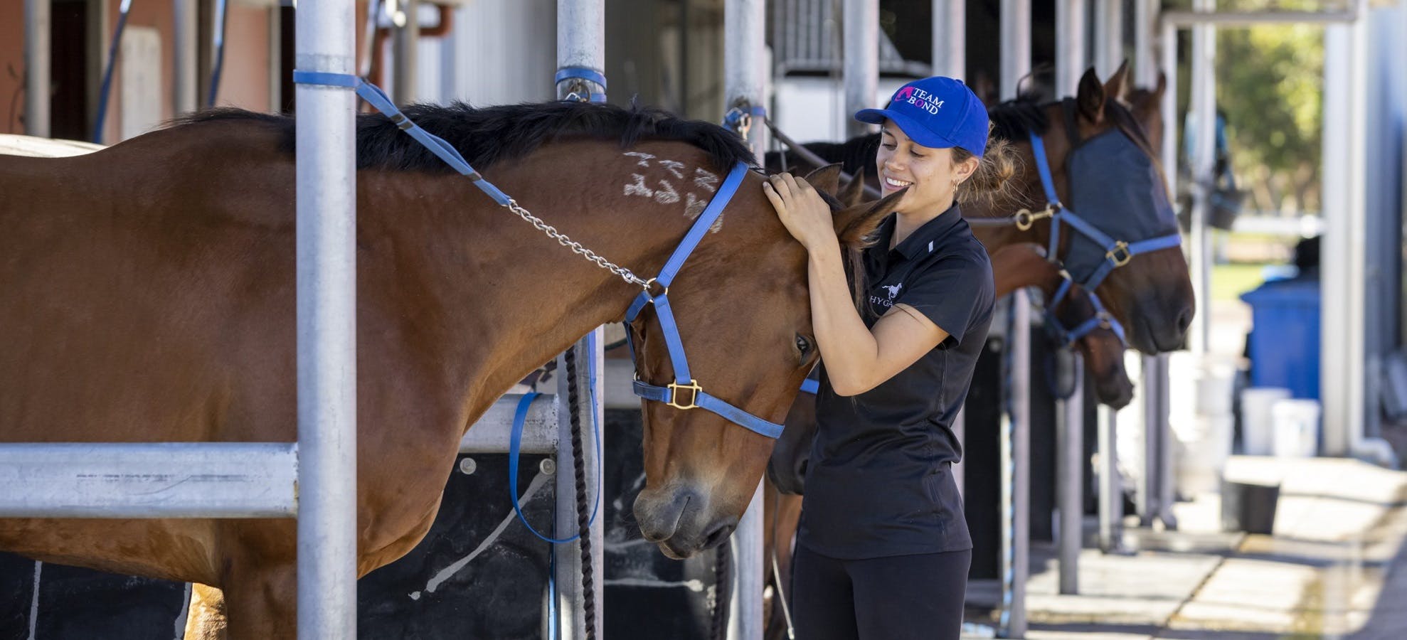 equine day care banner