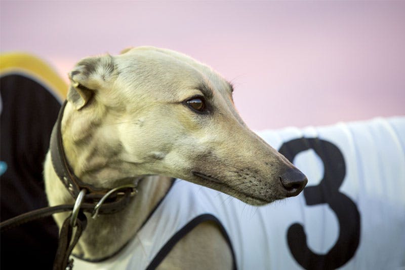 Greyhound-Racing-Campaign