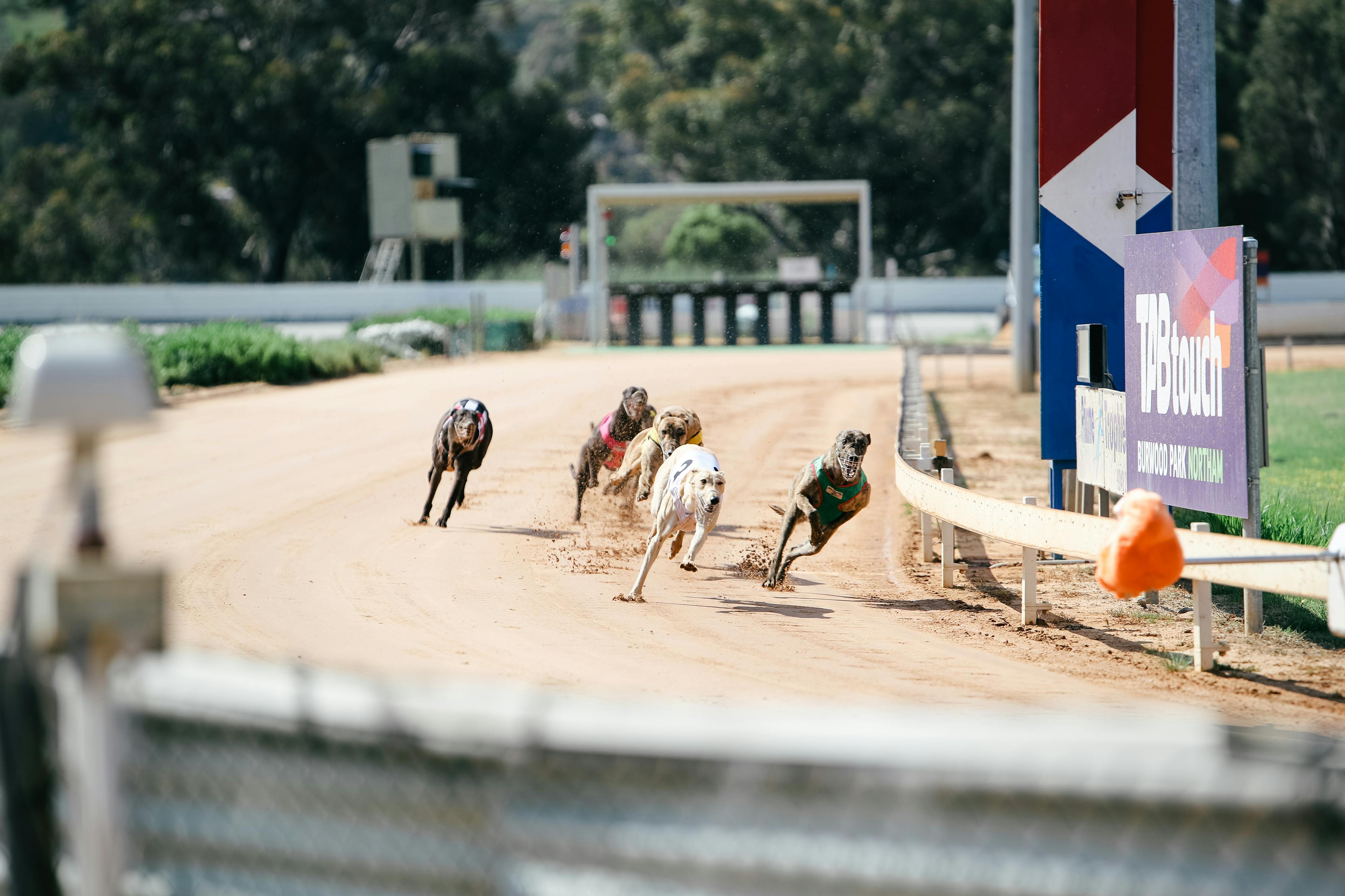 Northam Greyhounds-60