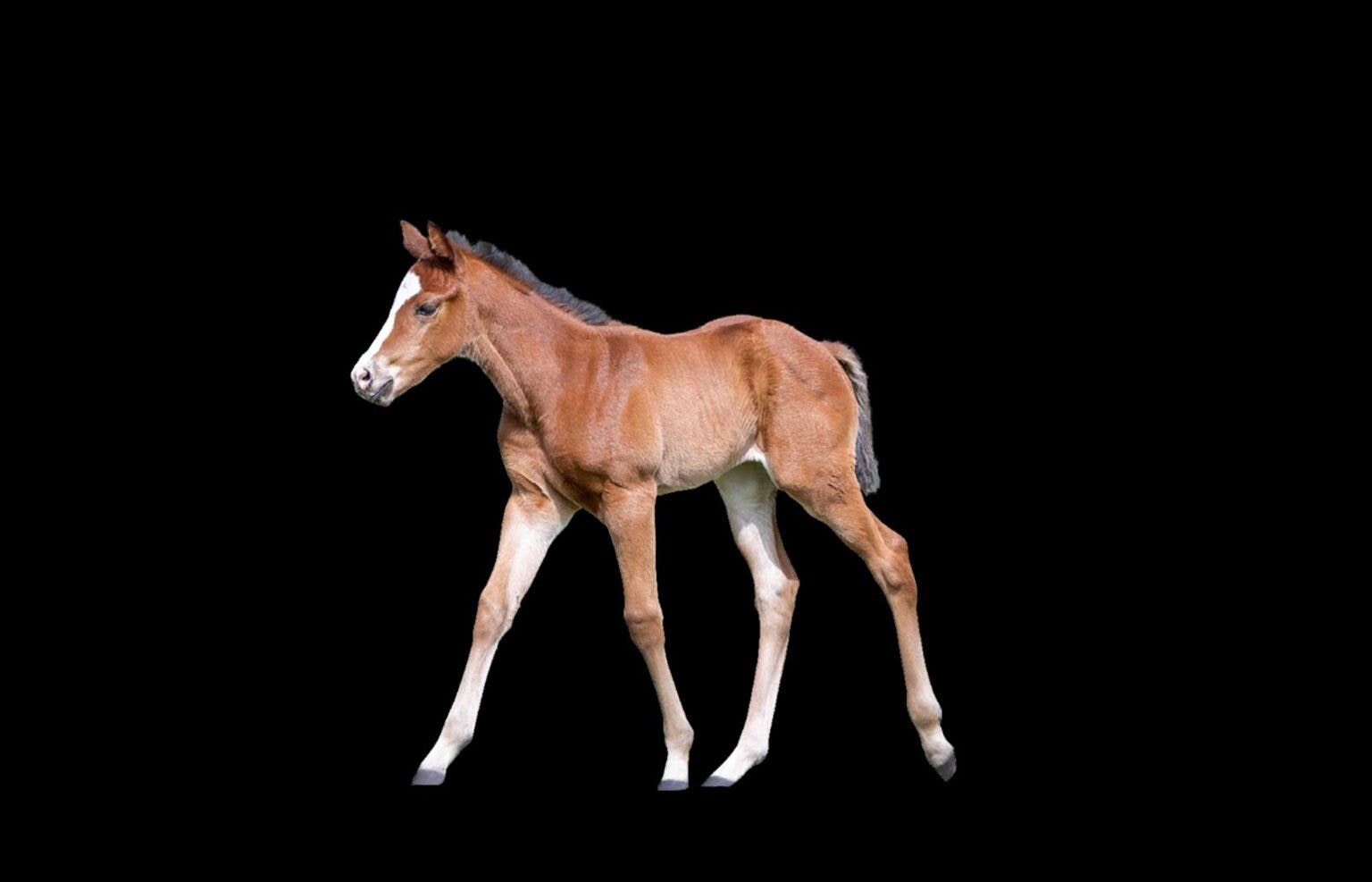 foal-e1620874493955-1536x987